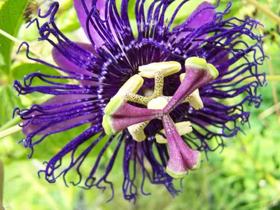 Mučenka (Passiflora) - vše o mučenkách