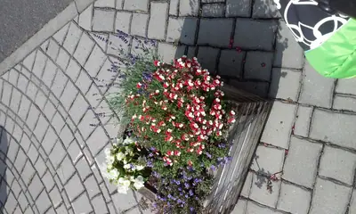 Neznámá rostlina