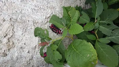 Co se mi objevilo na zahradě?