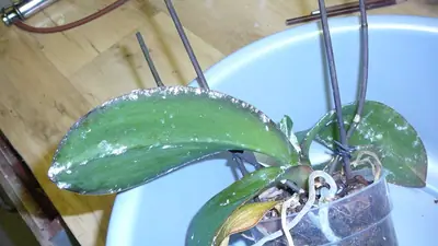 Bílý povlak na listech orchidejí a klívií