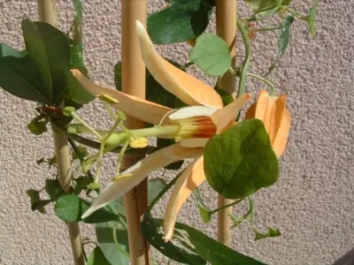 Mučenka (Passiflora) - vše o mučenkách