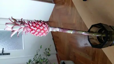 Pěstování ananasu
