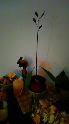 Stříhání avokáda