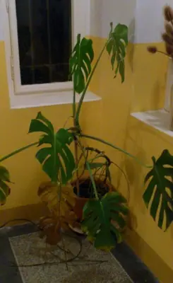 Monstera,kroton