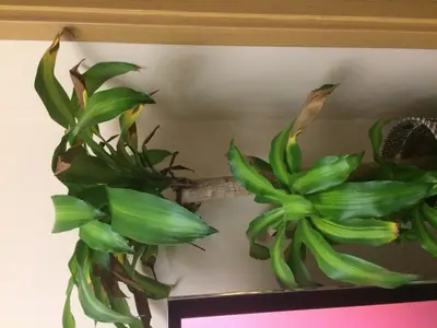 Problémy s Dracaena fragrans "'Massangeana"