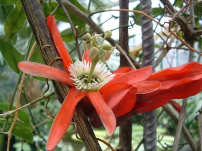 Mučenka (Passiflora) - vše o mučenkách