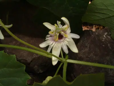 Mučenka (Passiflora) - vše o mučenkách