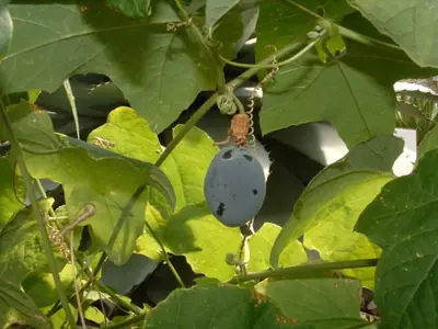 Mučenka (Passiflora) - vše o mučenkách