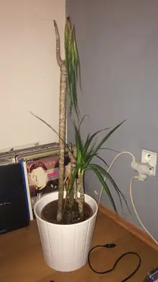 Usychající dracena