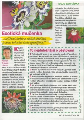 Mučenka (Passiflora) - vše o mučenkách