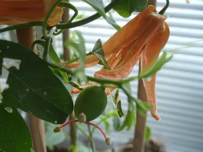 Mučenka (Passiflora) - vše o mučenkách