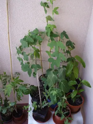 Mučenka (Passiflora) - vše o mučenkách