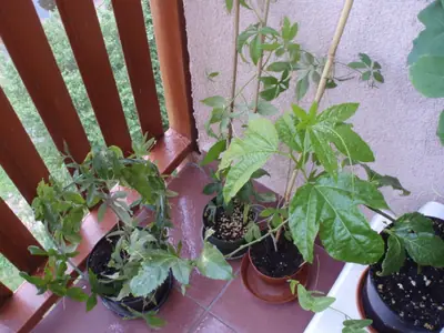 Mučenka (Passiflora) - vše o mučenkách