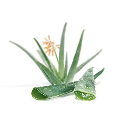 Aloe vera