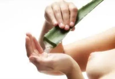 Aloe vera