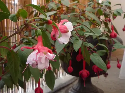 Fuchsie