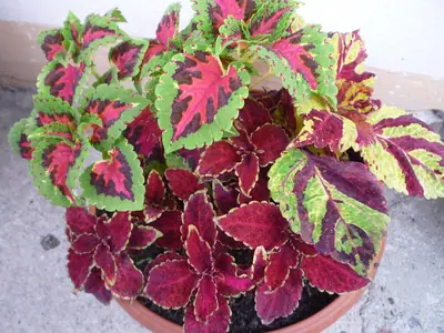 Koleus