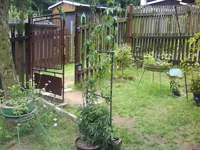 Mučenka (Passiflora) - vše o mučenkách