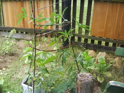 Mučenka (Passiflora) - vše o mučenkách