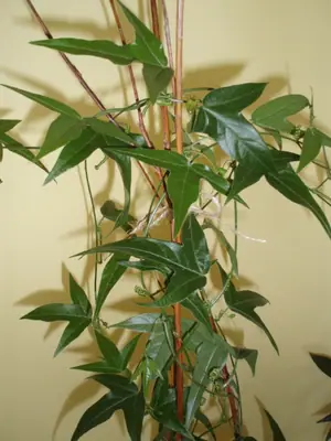 Mučenka (Passiflora) - vše o mučenkách