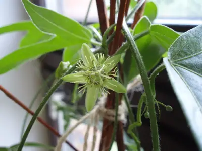 Mučenka (Passiflora) - vše o mučenkách