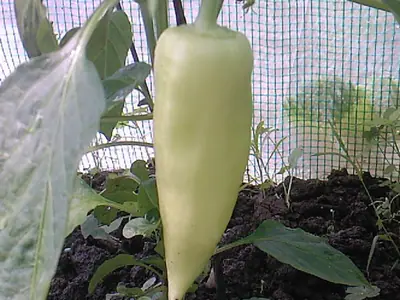 Paprika