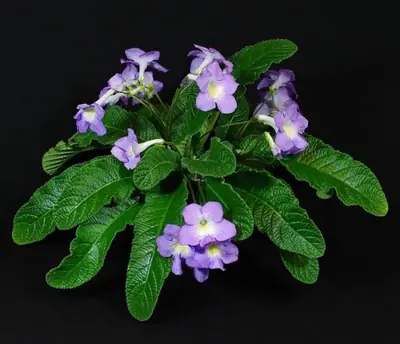 Streptokarpus, gloxinie
