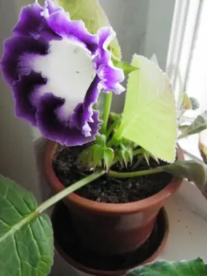 Streptokarpus, gloxinie