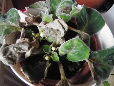 Streptokarpus, gloxinie