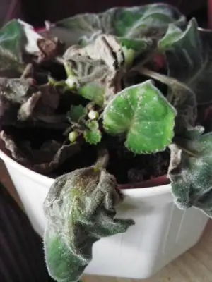 Streptokarpus, gloxinie