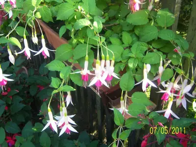 Fuchsie