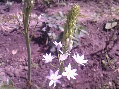 Pestovani veronica spicata