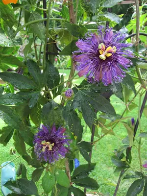 Mučenka (Passiflora) - vše o mučenkách