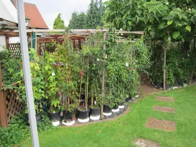 Mučenka (Passiflora) - vše o mučenkách
