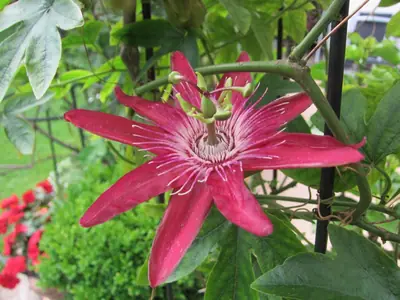 Mučenka (Passiflora) - vše o mučenkách