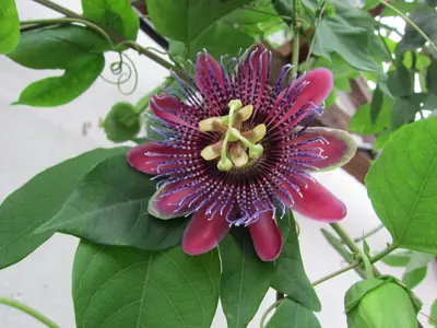 Mučenka (Passiflora) - vše o mučenkách