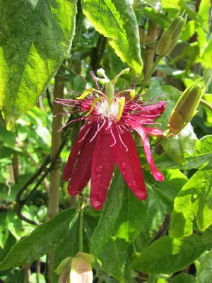 Mučenka (Passiflora) - vše o mučenkách