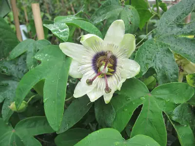 Mučenka (Passiflora) - vše o mučenkách