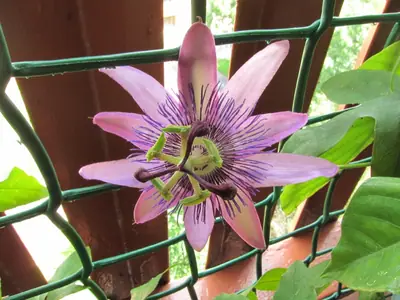 Mučenka (Passiflora) - vše o mučenkách