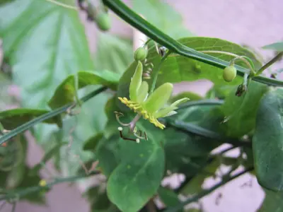 Mučenka (Passiflora) - vše o mučenkách