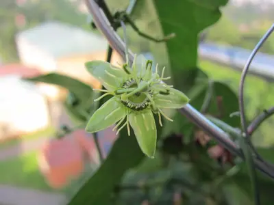 Mučenka (Passiflora) - vše o mučenkách