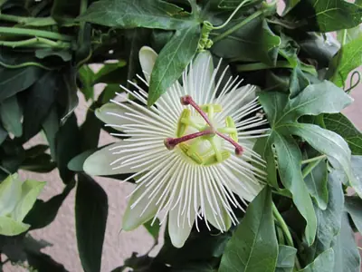 Mučenka (Passiflora) - vše o mučenkách