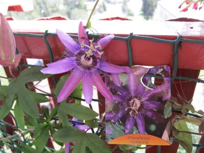Mučenka (Passiflora) - vše o mučenkách