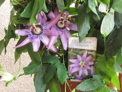 Mučenka (Passiflora) - vše o mučenkách
