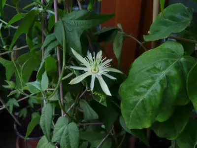 Mučenka (Passiflora) - vše o mučenkách