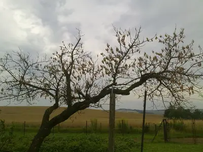 Plísně a houby