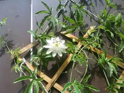 Mučenka (Passiflora) - vše o mučenkách