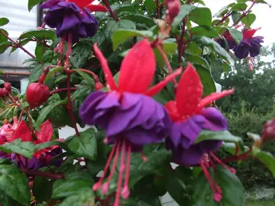 Fuchsie