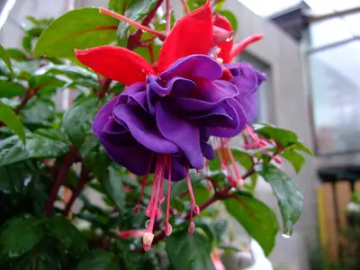 Fuchsie