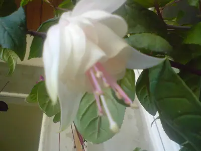 Fuchsie